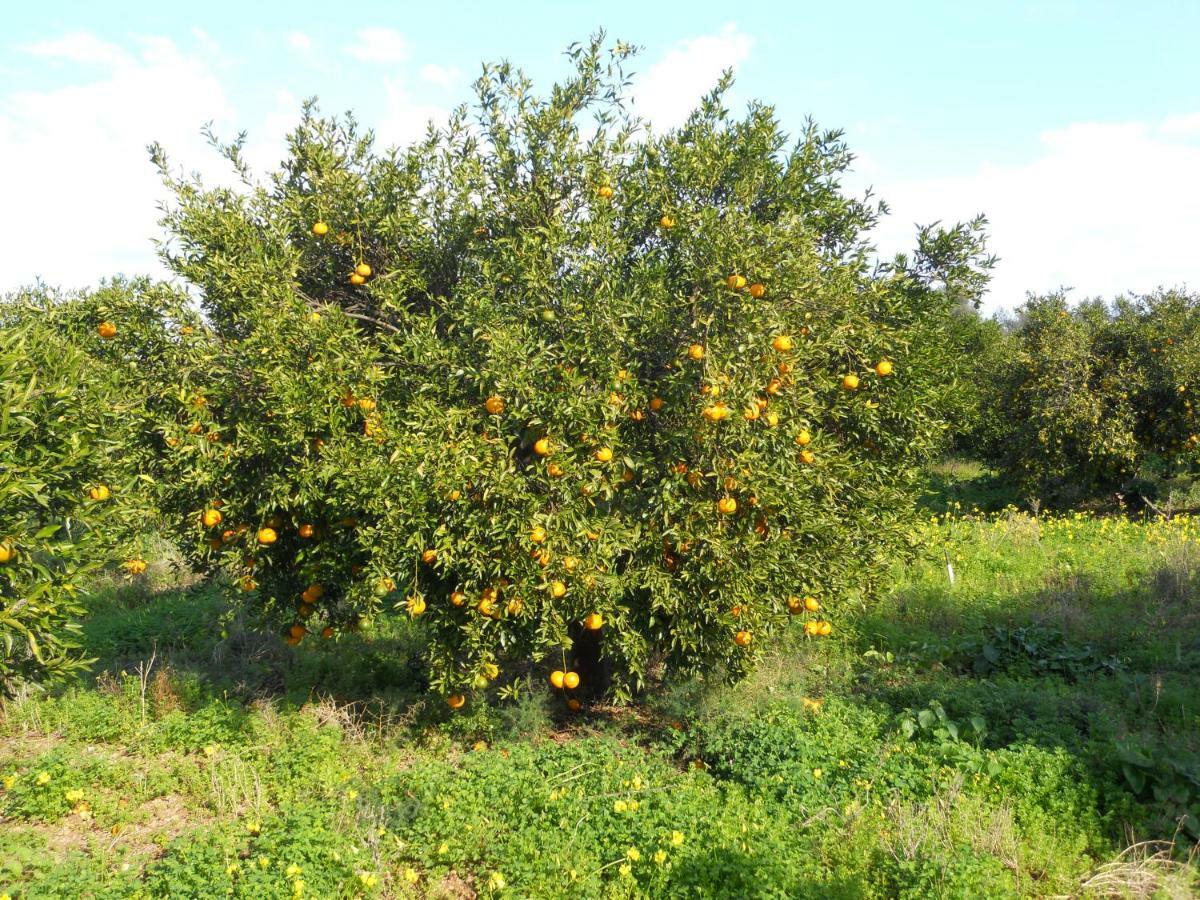 Tenuta Sperlinga - Il Campanile Villa Santa Flavia Kültér fotó